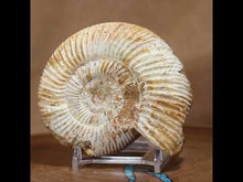 Load and play video in Gallery viewer, Perisphinctes Ammonite - White Jurassic
