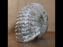 Load and play video in Gallery viewer, Douvilleiceras Ammonite - Opalescent Exterior
