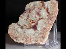 Load and play video in Gallery viewer, Wide Fossil Dinosaur Feces - Red White Coprolite
