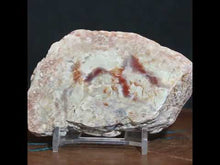 Load and play video in Gallery viewer, Large Fossil Dino Feces - Red White Coprolite
