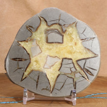 Load image into Gallery viewer, Septarian Display Geode - Utah USA - Starburst Pattern
