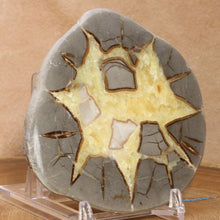 Load image into Gallery viewer, Septarian Display Geode - Utah USA - Starburst Pattern
