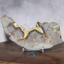 Load image into Gallery viewer, Septarian Geode Wedge - Flourescent Crystal Mineral
