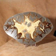 Load image into Gallery viewer, Septarian Dragon Stone Bat Geode Cross Section
