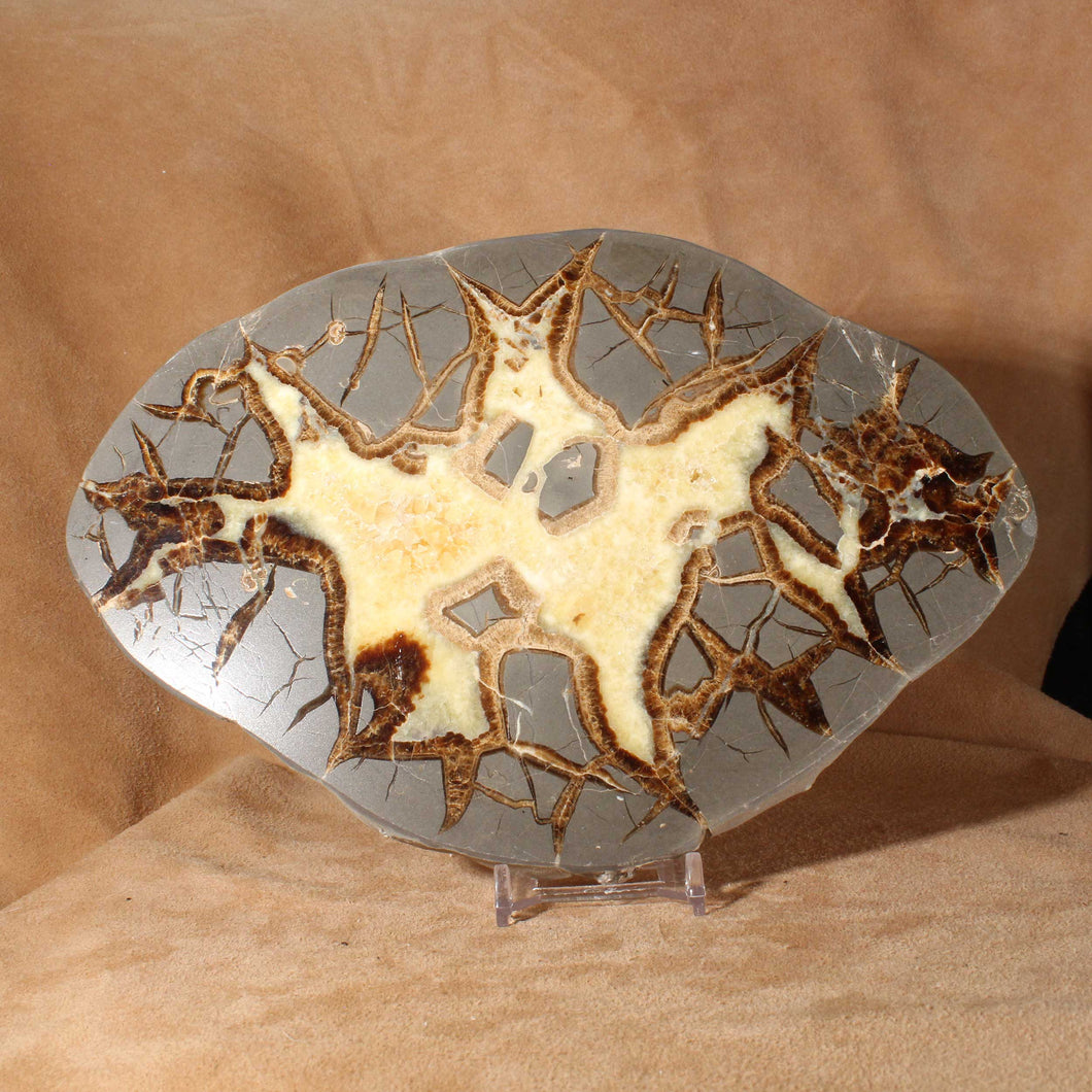 Septarian Dragon Stone Bat Geode Cross Section
