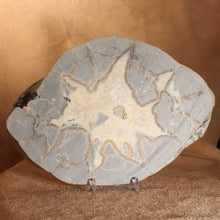 Load image into Gallery viewer, Septarian Dragon Stone Bat Geode Cross Section
