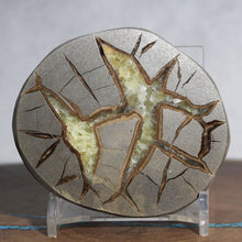 Load image into Gallery viewer, Septarian Geode End - Galactic Limbs of Gold Calcite
