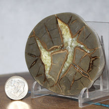 Load image into Gallery viewer, Septarian Geode End - Galactic Limbs of Gold Calcite
