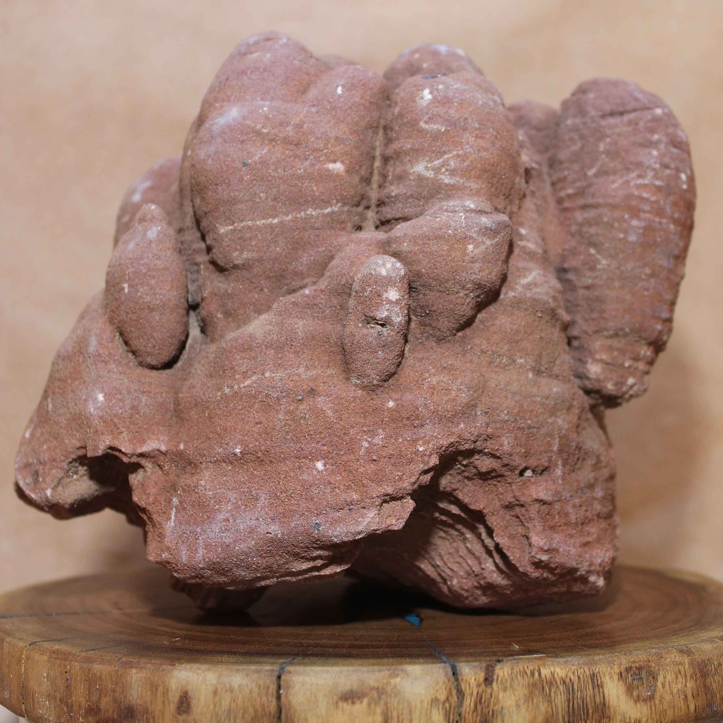 Massive Stromatolite - Fossil Animal - Moroccan Hardened Sandstone
