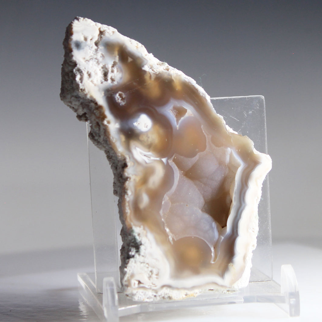 Tamp Bay Geode Coral Open Chamber