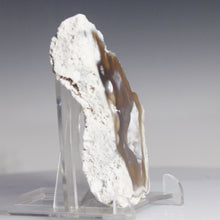 Load image into Gallery viewer, Tamp Bay Geode Coral Open Chamber
