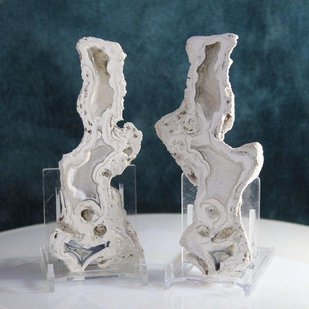 Tamp Bay Fossil Coral Pair - White Crystal Chambers