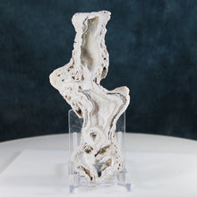 Load image into Gallery viewer, Tamp Bay Fossil Coral Pair - White Crystal Chambers
