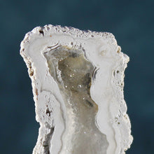 Load image into Gallery viewer, Tamp Bay Fossil Coral Pair - White Crystal Chambers
