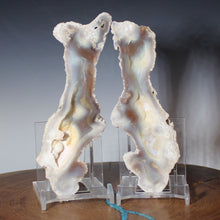 Load image into Gallery viewer, Tamp Bay Fossil Coral Pair - Rich Pastels Open Chamber

