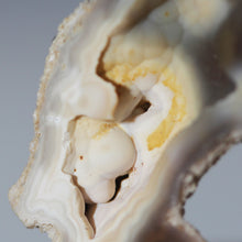 Load image into Gallery viewer, Tamp Bay Fossil Coral Pair - Rich Pastels Open Chamber

