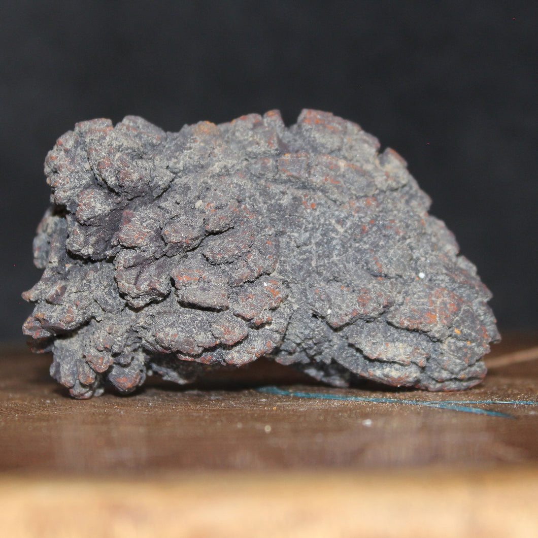 Tortoise Fossil Feces - Madagascar