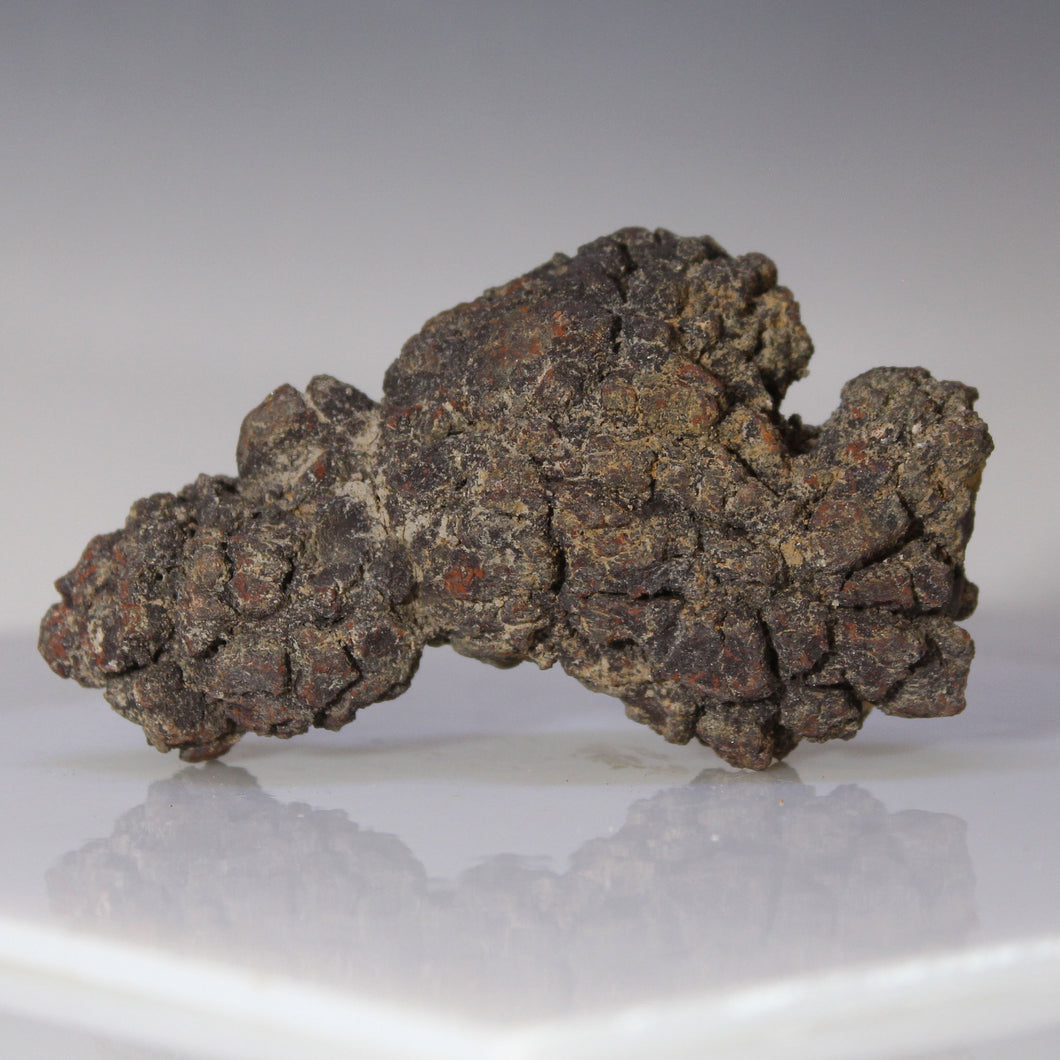 Madagascar Fossil Tortoise Poop
