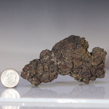 Load image into Gallery viewer, Madagascar Fossil Tortoise Poop
