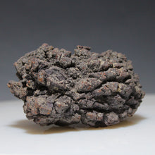 Load image into Gallery viewer, Tortoise Fossil Feces - Madagascar Original
