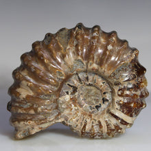 Load image into Gallery viewer, Douvilleiceras Tractor Ammonite - Melted Chocolate Shell
