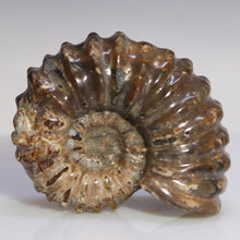 Load image into Gallery viewer, Douvilleiceras Tractor Ammonite - Melted Chocolate Shell
