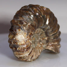 Load image into Gallery viewer, Douvilleiceras Tractor Ammonite - Melted Chocolate Shell
