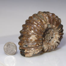 Load image into Gallery viewer, Douvilleiceras Tractor Ammonite - Melted Chocolate Shell
