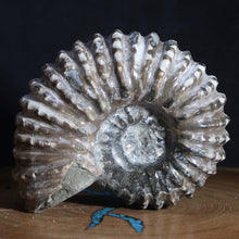 Load image into Gallery viewer, Douvilleiceras Ammonite - Light Dark Tread
