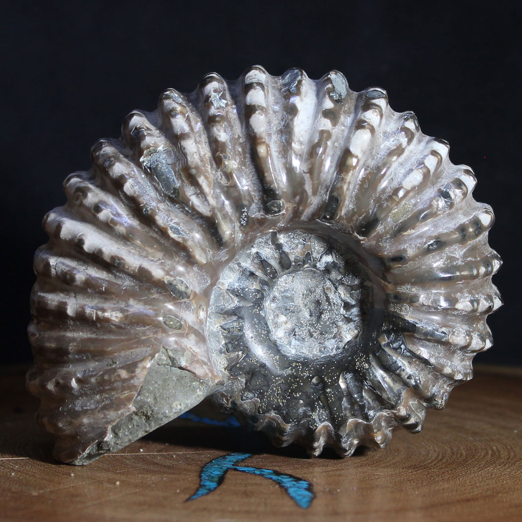 Douvilleiceras Ammonite - Light Dark Tread