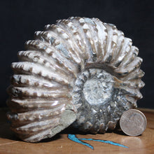 Load image into Gallery viewer, Douvilleiceras Ammonite - Light Dark Tread
