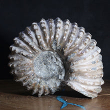 Load image into Gallery viewer, Douvilleiceras Ammonite - Light Dark Tread
