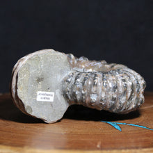 Load image into Gallery viewer, Douvilleiceras Ammonite - Light Dark Tread
