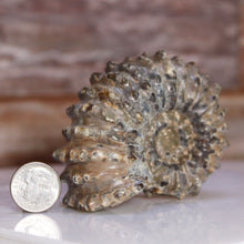 Load image into Gallery viewer, Fossilized ammonite next to a US dime dollar coin on a marble surface with a blurred brick wall background.
