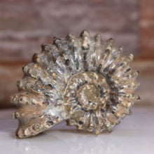 Load image into Gallery viewer, Douvilleiceras Tractor Ammonite Dark Shell
