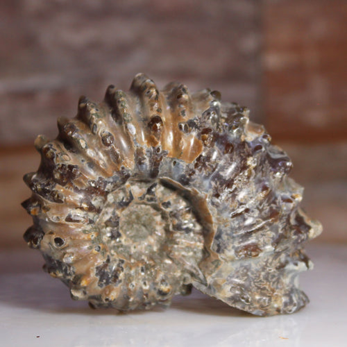 Douvilleiceras Tractor Ammonite Dark Shell