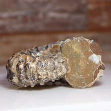 Load image into Gallery viewer, Douvilleiceras Tractor Ammonite Dark Shell on its side.
