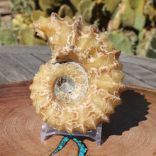 Load image into Gallery viewer, Douvilleiceras Ammonite - Yellow Calcite White Sutures
