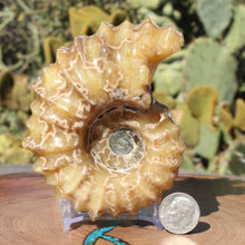 Load image into Gallery viewer, Douvilleiceras Ammonite - Yellow Calcite White Sutures
