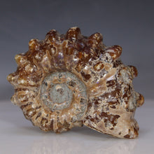 Load image into Gallery viewer, Tractor Ammonite - Oak Leaf Sutures
