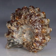 Load image into Gallery viewer, Tractor Ammonite - Oak Leaf Sutures
