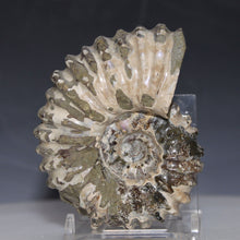 Load image into Gallery viewer, Douvilleiceras Tractor Ammonite Dusty White
