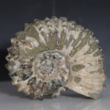 Load image into Gallery viewer, Douvilleiceras Tractor Ammonite Dusty White
