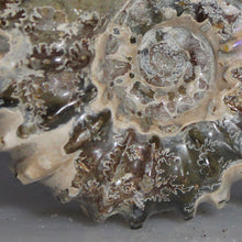 Load image into Gallery viewer, Closeup of 

