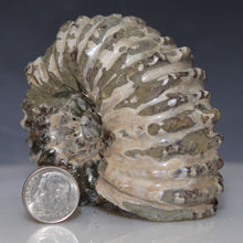 Load image into Gallery viewer, Fossilized ammonite next to a U.S. dime for scale on a gray background
