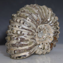 Load image into Gallery viewer, Side view Douvilleiceras Tractor Ammonite
