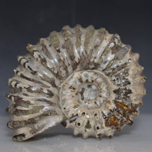 Load image into Gallery viewer, Douvilleiceras Tractor Ammonite Dusty White
