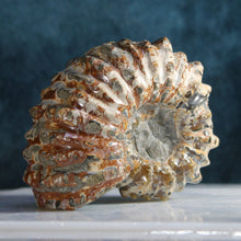 Load image into Gallery viewer, Douvilleiceras Tractor Ammonite - Rich Iron Red
