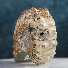 Load image into Gallery viewer, Douvilleiceras Tractor Ammonite - Rich Iron Red
