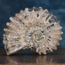 Load image into Gallery viewer, Douvilleiceras Tractor Ammonite - Off White Shell
